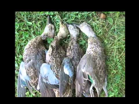 Ranker Video