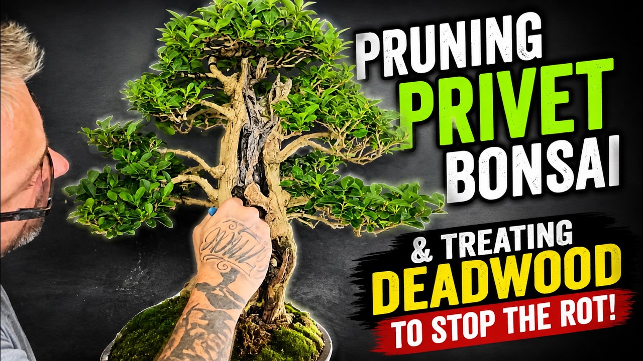 Pruning Privet Bonsai & Treating Deadwood to Prevent Future Rot