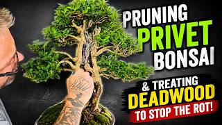 Pruning Privet Bonsai & Treating Deadwood to Prevent Future Rot