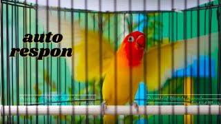 Suara Ngetiknya Bikin Lovebird Manapun Cepat Terpancing Ngekek dan Cepat Bikin Musuh Ikut Gacor