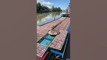 Đặc sản khô cá lóc phi lê | Món ngon đậm đà hương vị quê nhà