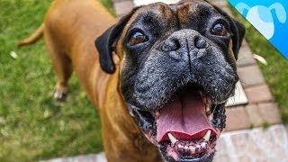 Boxer Facts by Best Breed Ever 752,340 views 9 years ago 2 minutes, 49 seconds