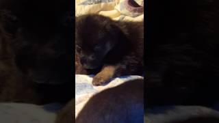 German shepherd puppies at 4 weeks and the precious runt