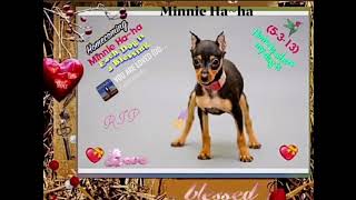 Minnie Ha~ha’s HomeComing From Chillicothe Petland On August 4th. 2013(Josh Groban)PrhH💓
