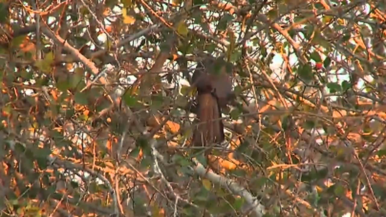 Wonderful Gabar Goshawk Sighting August 18, 2015 