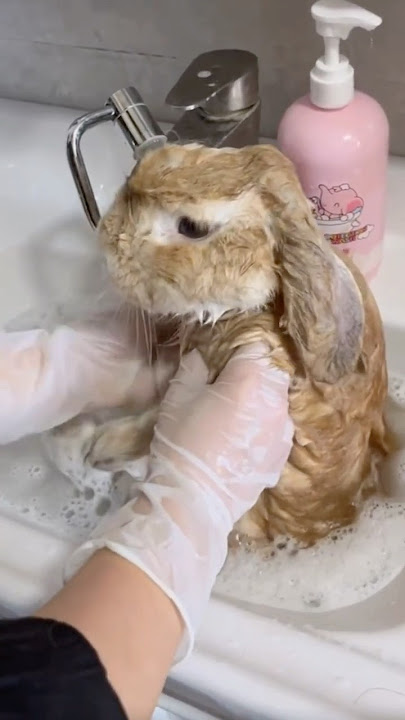 Bath Time for Bunny! 🛁🐰