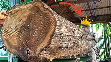 The cruel and sadistic destruction of large teak wood by the skilled operator at the sawmill 