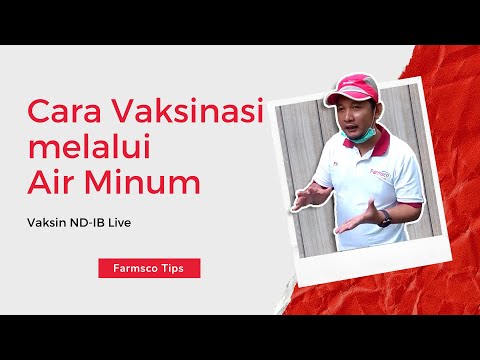 Cara Vaksinasi Melalui Air Minum - Farmsco Tips