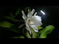 曇花 Epiphyllum | 曇花一現完整過程(縮時攝影)  , Queen of the Night Flower Time Lapse