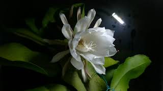 曇花 Epiphyllum | 曇花一現完整過程(縮時攝影)  , Queen of the Night Flower Time Lapse
