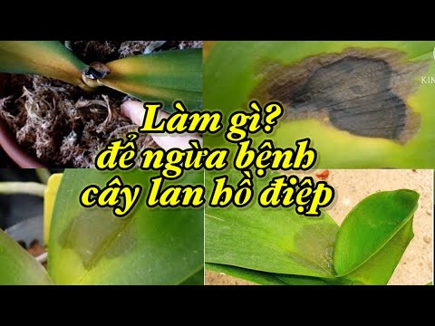 Vì sao lan hồ điệp nũng lá, vàng lá, đốm lá, gỉ sắt và bộ ba loại giúp tốt cây lan | Foci