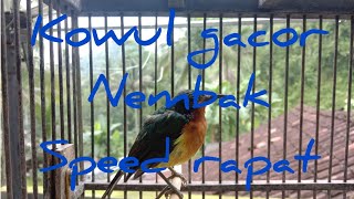 kowul gacor nembak rapat speed cepat