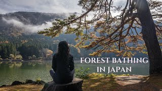 Forest Bathing In Japan