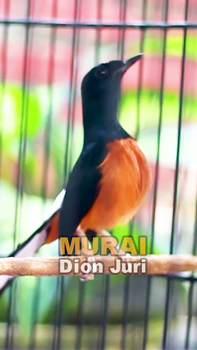 Murai Batu Bongkar Isian