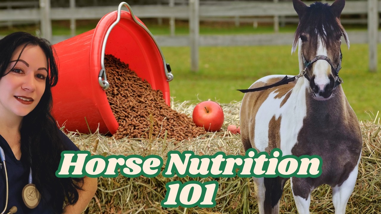 Horse Nutrition Explained: Hay, Grain & The Mistakes Most Horse Owners Make