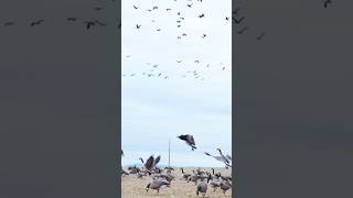 Love when geese decoy like this! #goosehunting #duckhunting #hunting #birdhunting #waterfowl