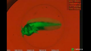 Axolotl embryo development imaged at high throughput with the Ramona Kestel™