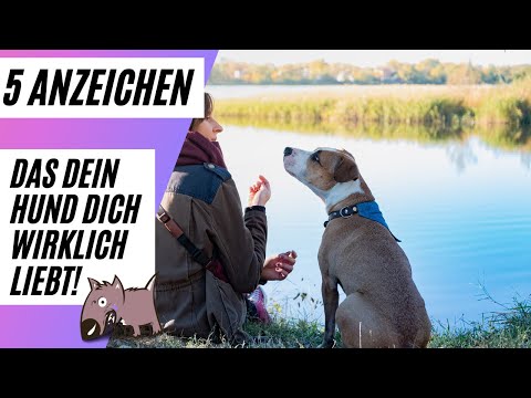 Video: 5 Zeichen Ihr Hund liebt dich