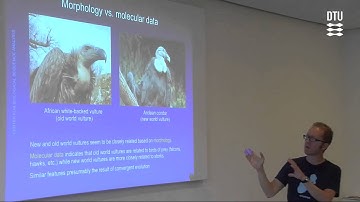 Fylogenetiske træer