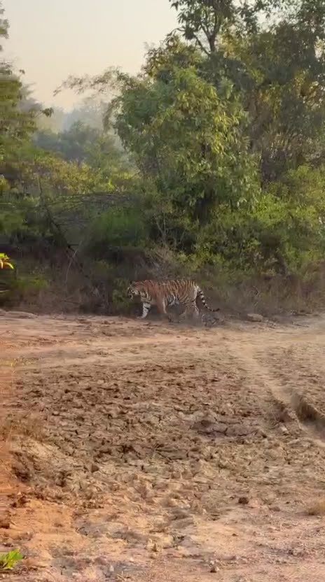 Jungle Ka Raja 😱 Dil Ruk Gaya 😱 Saamne Hi Aa Gaya #woxygen #tiger #junglesafari #wildlife #indian