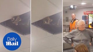 Curious raccoon on the loose at Toronto's Pearson airport - Daily Mail Resimi