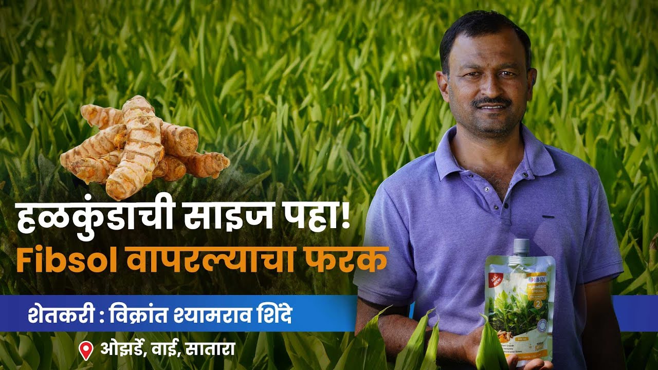 हळकुंडाची साईझ पहा ! फिबसॉल वापरल्याचा फरक | Look at the size of the Rhizome! Fibsol effect