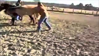 S&S: Horsepower Horse Fails