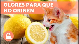 10 REMEDIOS CASEROS para que el GATO NO se ORINE en CASA ✅ (Repelente Para Gatos)