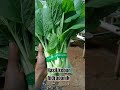 sayur hidroponik #hidroponik paralon#sayur segar