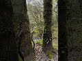 Sound of Nature #4k #nature #walking #derry #sunrise #4kwalk #naturewalk #forest #asmr