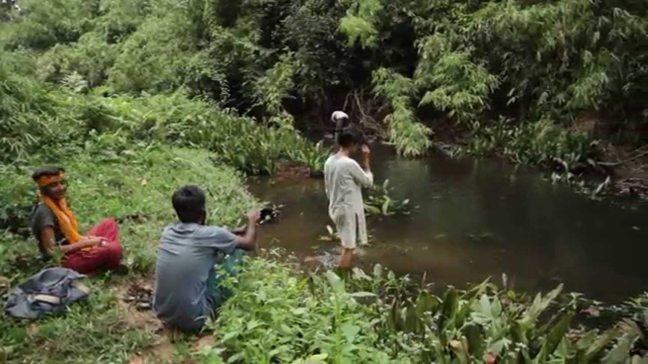 Gurukula Botanical Sanctuary - And the forest came back!
