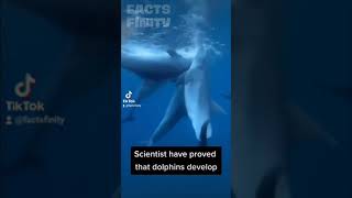Did you know that DOLPHINS...