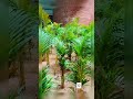 jailer #Kaavaalaa, betel nut tree #gardeningtips #shorts #reels