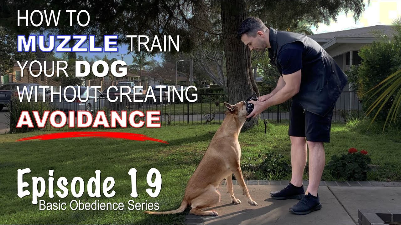 How to Muzzle Train Your Dog Without Creating Avoidance. Episode 19