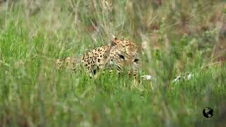 NAMIBIA 2024 | LEOPARD PLAYTIME WITH THE CUB | OKONJIMA NATURE RESERVE