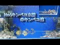 No4水槽のキンペコ達、45㎝水槽に40～50匹入ってました。