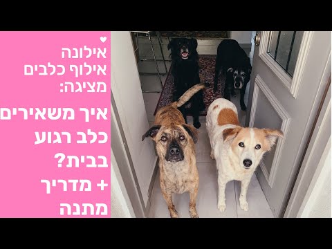 וִידֵאוֹ: כלב מסמן בבית: איך להיגמל