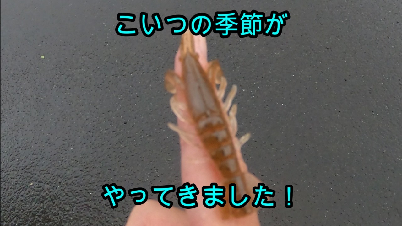 【バス釣り】エビが強くなる時期です！