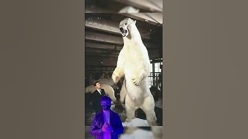 Gấu Bắc Cực to lớn hơn bạn nghĩ! 🤯🙉  #matnahuyenbi #Chuyenma #kinhdi #shorts