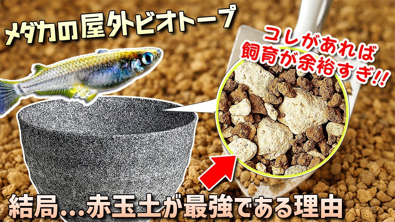 メダカ屋外ビオトープ飼育 赤玉土 底床 が最強すぎる意外な理由 コレを使えば飼育が超簡単に 初心者必見 Youtube