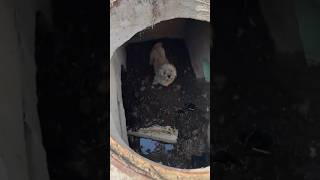 Dog rescued from storm drain