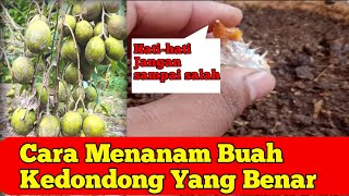 Cara Menanam buah Kedondong dari biji Yang Benar ||buah kedondong