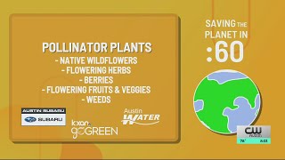 Ways to help out local pollinators