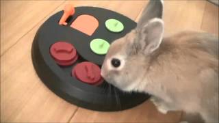 2015.08.25 うさぎの知育玩具～Trixie Flip Board