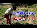 サツマイモが〇〇すぎて、掘り起こせない事態に・・・!?【カーメン君の畑】【家庭菜園】