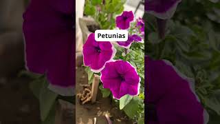 12 Plants Can Repel Mosquitoes and Bugs #shorts #earthdelights #plants #mosquito #bug
