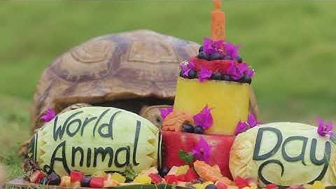 World Animal Day at Bali Zoo 🍉🐢