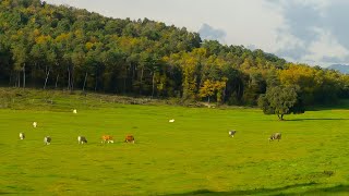 Cows Meander Peacefully in Meadows Kissed by Autumn Sun