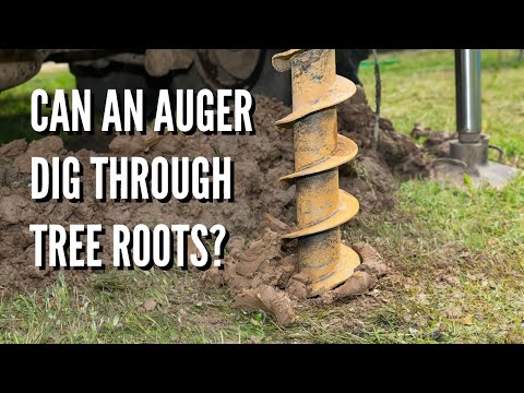 Can an Auger Dig Through Tree Roots?