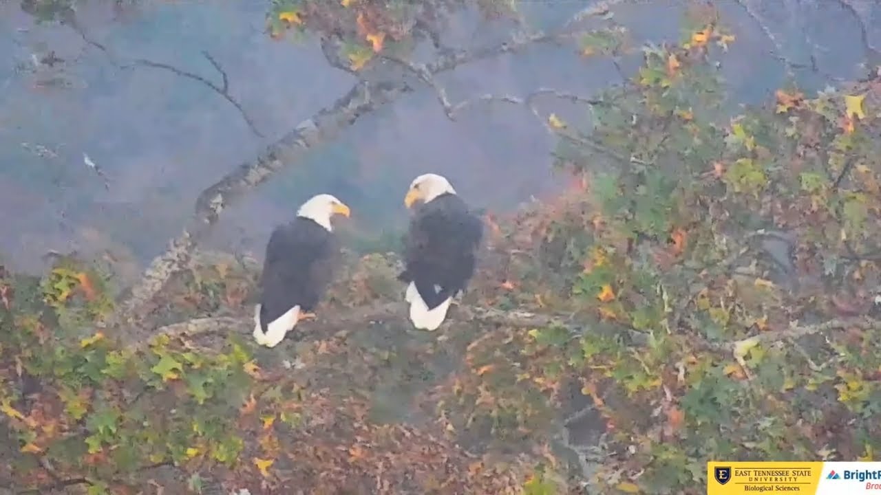 An evening together, Boone and Jolene ETSU Eagle Cameras Johnson City